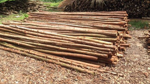 CỌC TRE LỘC PHÁT - CÔNG TY TNHH THƯƠNG MẠI VÀ DỊCH VỤ FORBIGSU VIỆT NAM